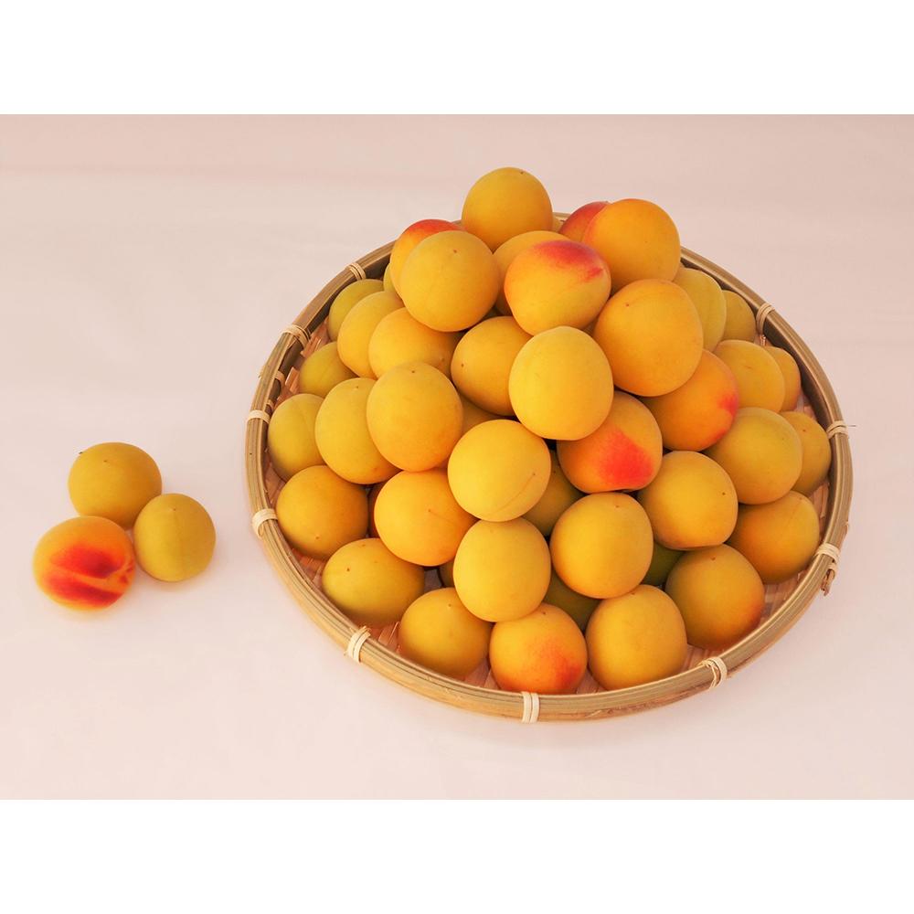 【ふるさと納税】紀州南高梅10kg（2Lサイズ）［梅干づくり用］ | フルーツ 果物 くだもの 梅 南高梅 食品 人気 おすすめ 送料無料