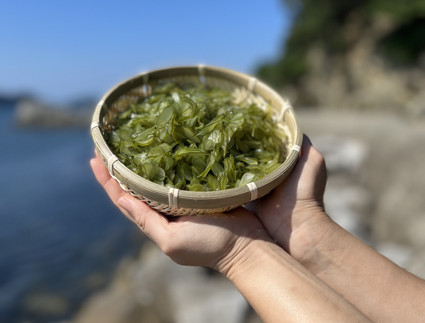 
5-05伊勢志摩産　花びら茎わかめ3袋セット
