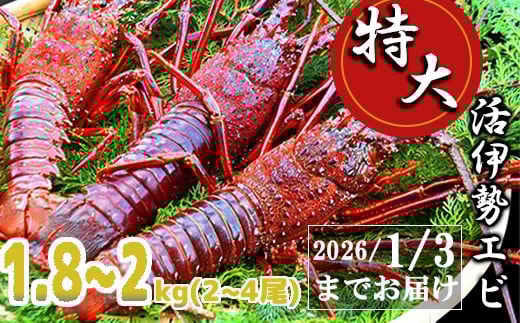 特大活伊勢エビ1.8kg～2kg（2～4尾）（10/15～2026/1/3までお届け ※申込締切12/15） えび エビ いせえび イセエビ 高級 鮮魚 海鮮 産地直送 魚介 刺身 焼き物 汁物 ギフト 贈答 贈り物 祝い お祝い 歳暮 中元 天然 海の幸 正月 お正月 キャンプ BBQ バーベキュー 冷蔵 急速 甘み凝縮 みそ汁 塩焼き  尾鷲 人気 MG-8