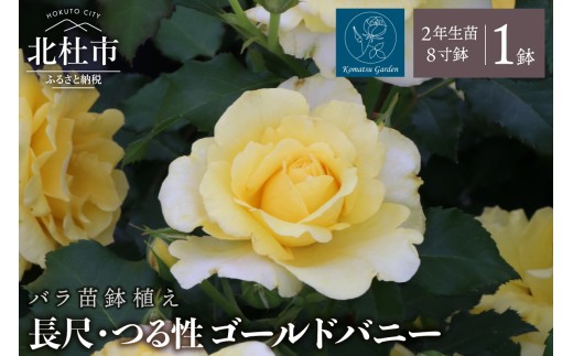 バラ苗鉢植え「長尺・つる性ゴールドバニー」　バラ 苗 鉢植え 花 丸弁カップ咲き 8寸鉢 2年生苗 ガーデニング 母の日 父の日