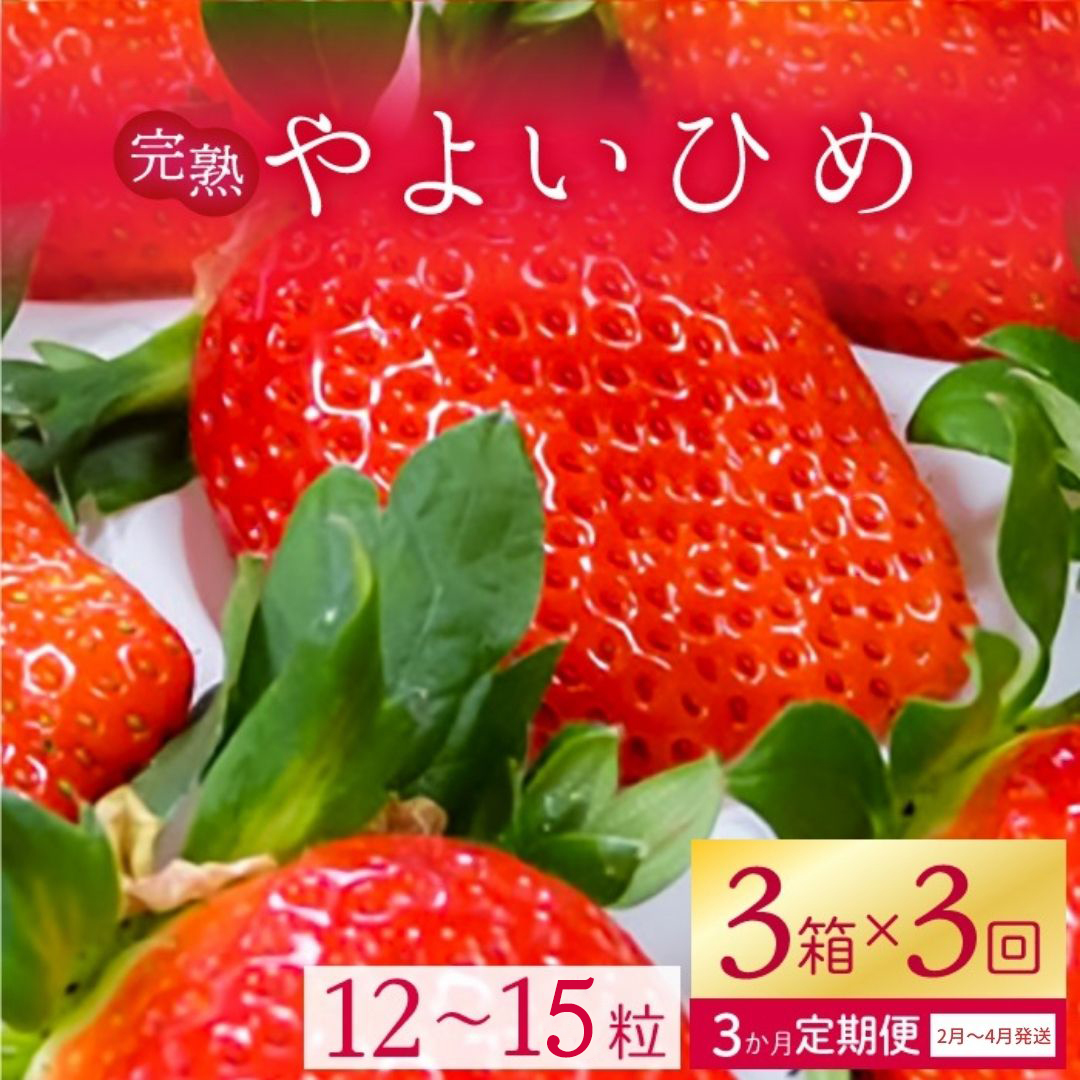 【2026年2月より順次発送】【3ヶ月定期便】甘～い！いちご やよいひめ 3箱(1箱：12粒～15粒入り)｜いちご イチゴ 苺 ストロベリー やよいひめ 果物 くだもの フルーツ 定期便 フルーツ定期便 先行予約 茨城県 行方市(V-1)