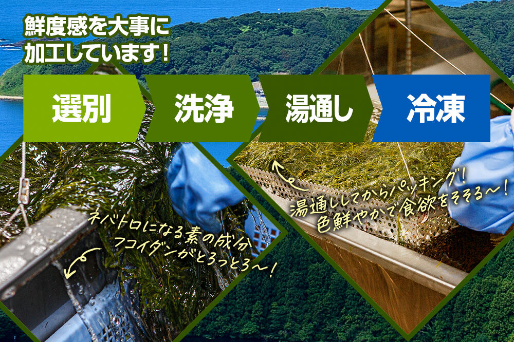 【定期便4ヶ月】ぎばさ(あかもく) 200g×5個セット 海藻 男鹿市 秋田県 [ぎばさ あかもく 海藻 磯の香り 強い粘り フコイダン フコキサンチン 高栄養価 食物繊維 シャキシャキ食感 秋田県 