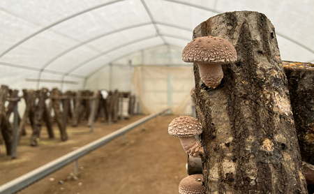 【ふるさと納税】 原木 椎茸 狩り ＆ BBQ ペア 体験券 しいたけ シイタケ 椎茸狩り バーベキュー 体験 チケット ふるさと納税 ふるさと 人気 家族 レジャー アウトドア おすすめ 送料無料 