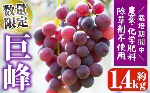 ＜先行予約受付中！2025年8月中旬以降順次発送＞鹿児島県産 巨峰(約1.4kg・3～4房) 国産 ぶどう ブドウ 葡萄 果物 フルーツ セット 期間限定 数量限定【落合ぶどう園】akn025-01
