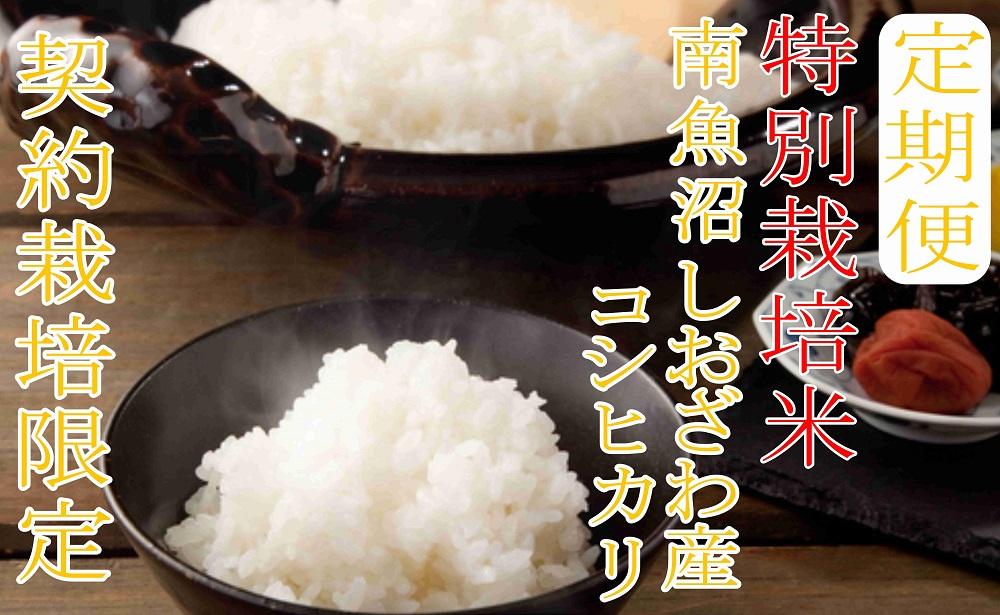 【令和7年産】※定期便：5Kg×3ヶ月※特別栽培 生産者限定  南魚沼しおざわ産コシヒカリ【定期便 銘柄米 ブランド米 精米 こしひかり コシヒカリ 魚沼産 新潟米 産地直送 お米 米 こめ コメ ご飯 御飯 ごはん】