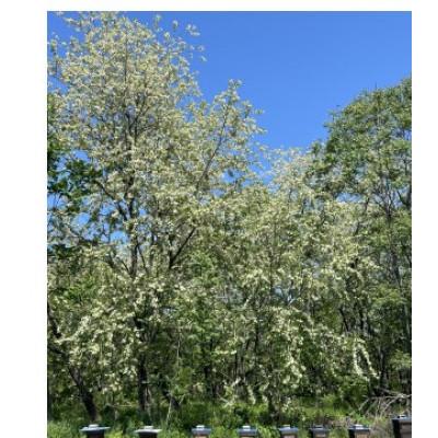 ふるさと納税 神川町 神川町産完熟生はちみつ(非加熱はちみつ)アカシア130g瓶×2個 |  | 01