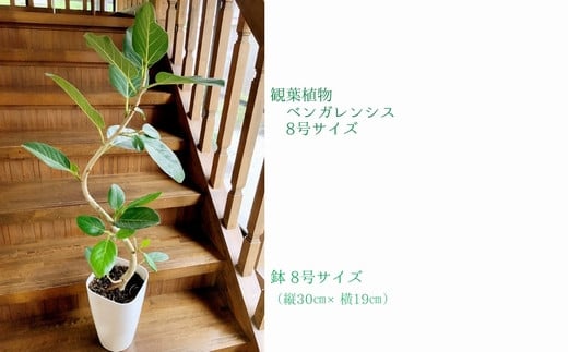 066-16 観葉植物 ベンガレンシス8号サイズ1鉢