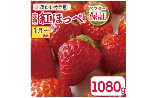 いちご 紅ほっぺ 4パック 1080g  ( 2026年 1月 発送開始 ) 期間限定 人気 果物 フルーツ 新鮮 旬 冬 春 ケーキ ショートケーキ デザート ギフト 贈り物 贈答 イチゴ 苺 ストロベリー 徳島県 吉野川市 あんいちご園