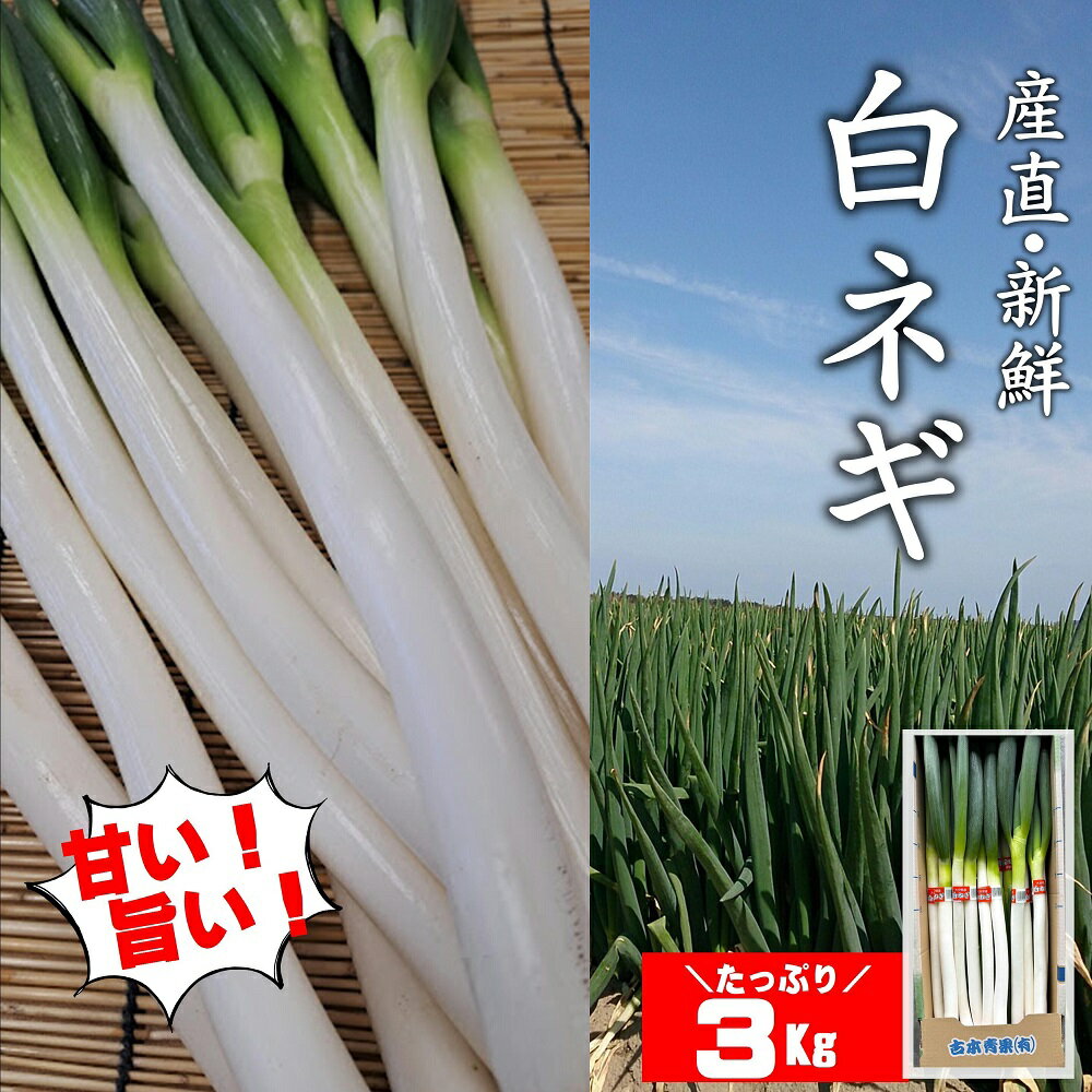 【ふるさと納税】先行予約 産地直送 ネギ 3kg ねぎ 新鮮 野菜 長ネギ 白ネギ 長ねぎ 白ねぎ 葱 国産 西日本トップクラスの産地 豊後高田市産 九州 大分県産 甘い 美味しい おいしい 鍋 ふるさと納税 送料無料
