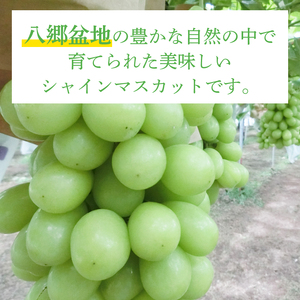【2025年9月より順次発送】シャインマスカット 約4kg（5～10房）【茨城県共通返礼品/石岡市】【葡萄 ぶどう マスカット フルーツ 果物 くだもの 茨城県 30000円以内 3万円以内】（IT-