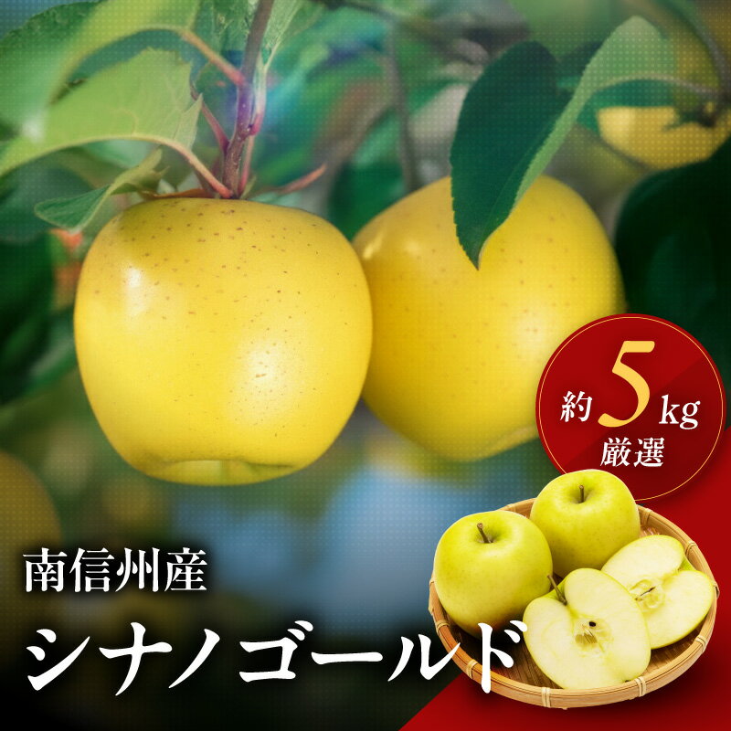 【ふるさと納税】南信州産　りんご「シナノゴールド」約5kg【2026年10月中旬～発送】 | りんご リンゴ 林檎 シナノゴールド 果物 くだもの フルーツ 新鮮 長野県 信州 南信州 飯田 H13