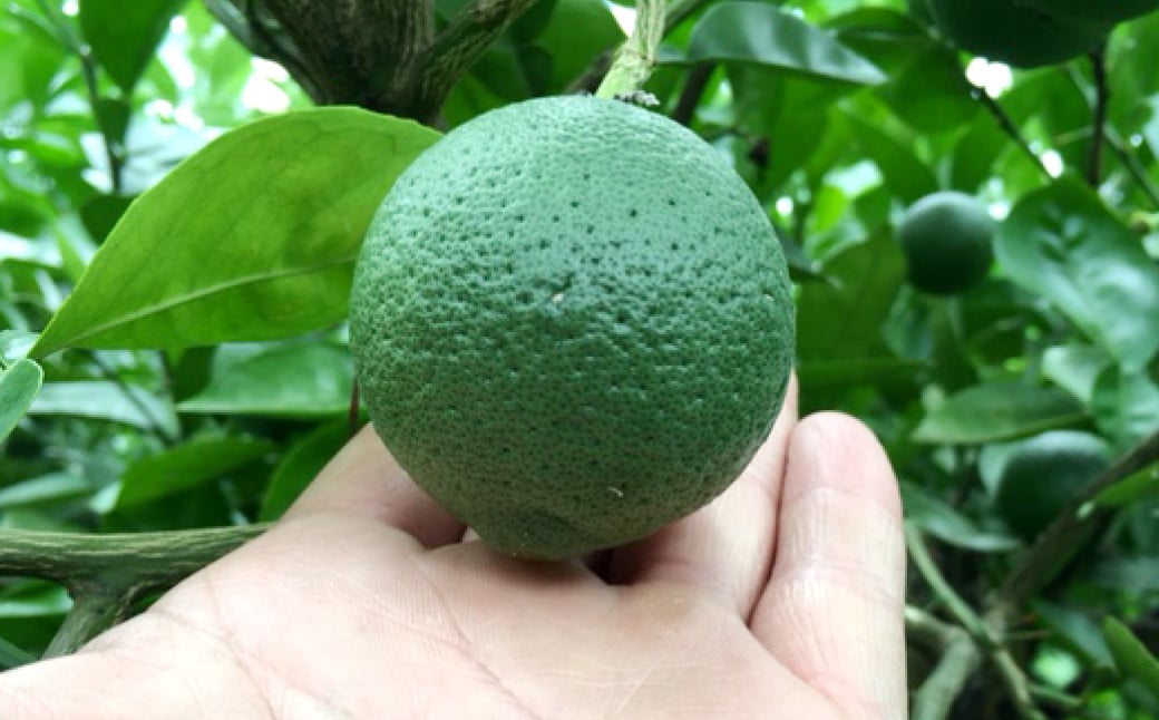大分県産 有機かぼす果汁100% ［魔法の香り］ 1000ml 1本セット