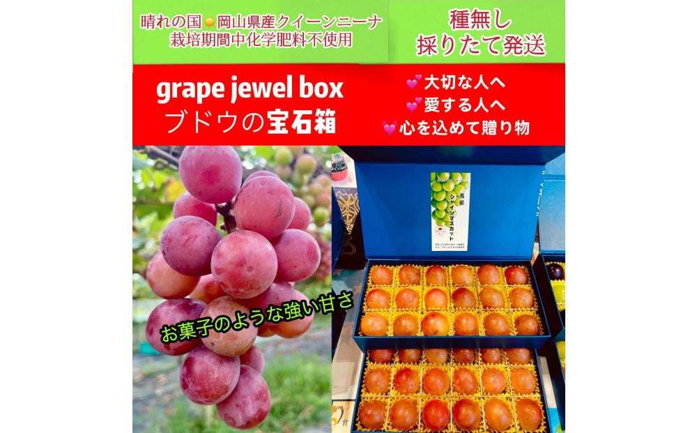 
ぶどう 2025年 先行予約 クイーンニーナ 大粒のみ 36粒 ＪＥＷＥＬＢＯＸ ギフト 贈り物 岡山 国産 果物 フルーツ
