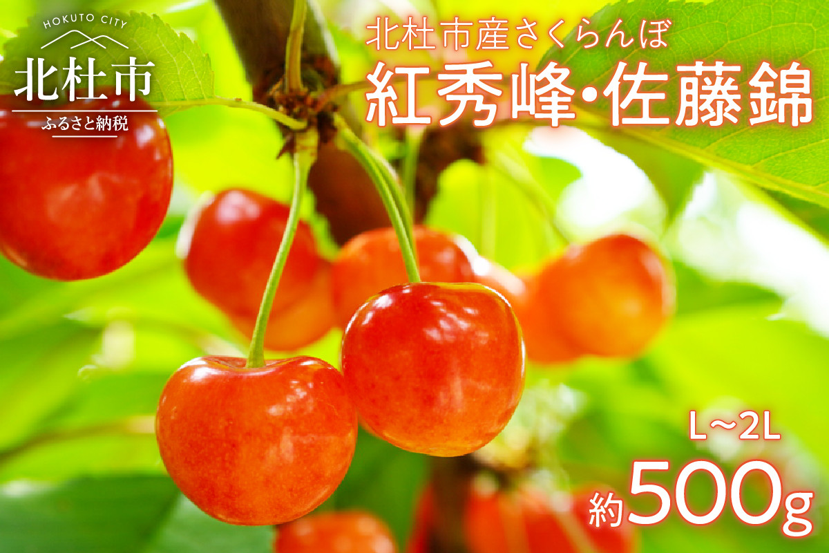 
                  【2026年発送】大粒 さくらんぼ 500g　さくらんぼ 佐藤錦 紅秀峰 果物 くだもの フルーツ サクランボ 中嶋園 山梨県産 
                