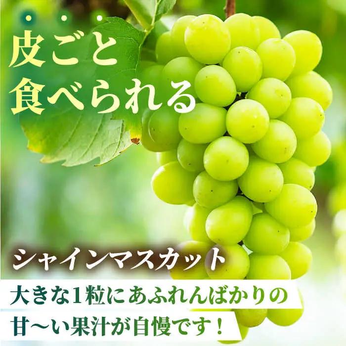 【2026年発送先行予約】食べ比べセット 約600g（シャインマスカット ＆ クイーンニーナ 各一房）【合同会社 社方園】[ZBZ036]
