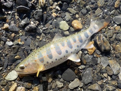 103-4【日本製・渓流竿限定モデル】サンテック 粋渓 PROSPEC 硬調 RC 54 