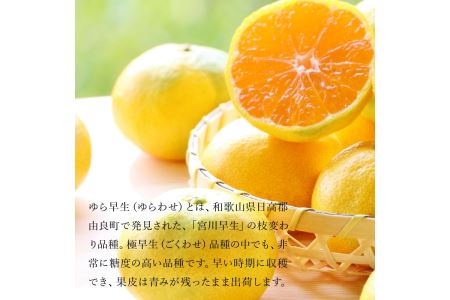 【10月中旬より発送】三豊市産 極上【ゆら早生みかん 約5kg】S～Mサイズ