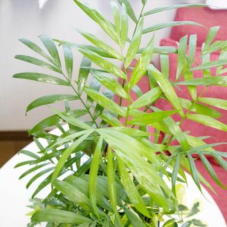D039 季節の観葉植物寄せ植え　６号陶器鉢　選べる鉢色　室内園芸装飾マイスター岡部太郎氏監修