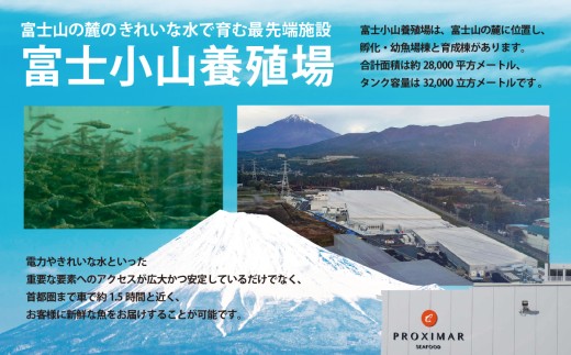 【訳アリ】小山町産 フジアトランティックサーモン（生・冷蔵）2～3P 約500g | サーモン 刺身 海鮮丼 小分け 真空パック 鮭 養殖 国産 訳あり 訳アリ わけあり 1キロ 切り身 静岡県 小山