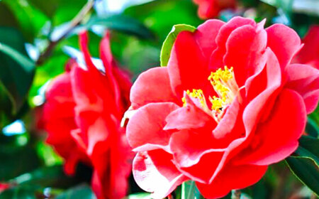 出雲椿生しぼり油 叶椿・TSUBAKI