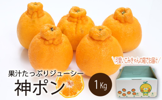 【順次発送】 神ポン(デコポンと同品種) 1kg｜ 神ポン デコポン と同品種  不知火 柑橘 取り寄せ 甘いみかん 春のみかん ギフト 愛媛県産 ミカン みかん mikan 蜜柑 フルーツ 果物 くだもの お取り寄せ 産地直送 数量限定 人気 おすすめ 送料無料 贈答 愛媛県 松山市