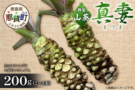 那賀わさび (真妻) 約200g 2～4本【徳島県 那賀町 生産者直送 産地直送 本わさび わさび ワサビ 生わさび 山葵 野菜 香味野菜 国産 真妻 薬味 調味料 万能 新鮮】FN-07