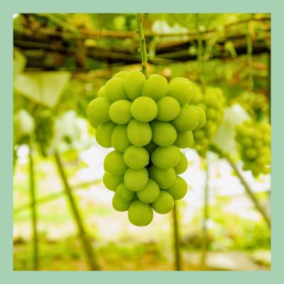 ふるさと納税 山梨市 【2025年8月中旬発送】山梨 はぎふる コンポート【桃・シャインマスカット】2本セット |  | 02