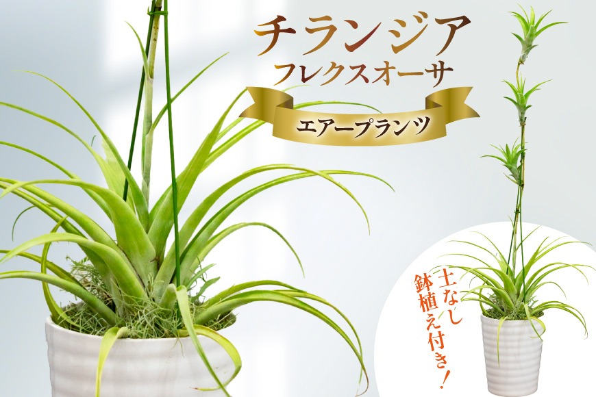 BI176 鉢植えで飾る チランジア フレクスオーサ  [ 観葉植物 インテリア エアープランツ エアプランツ 鉢植え 植物 ガーデン グリーン おしゃれ 北尾洋蘭園 長崎県 島原市 ]