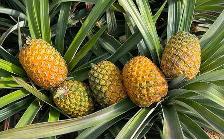 東物産「TARUGO」約2.5kg（2玉）