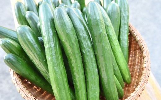 
            【先行予約 7月20日~順次発送】京の夏秋きゅうり5kg　--生産農家直送--〈野菜 やさい 旬 新鮮 サラダ キュウリ 胡瓜 農家直送 農家 冷蔵〉  n0196
          