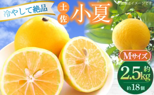 【先行予約】土佐小夏 約2.5kg 18個前後 Mサイズ〈2026年4月中旬〜2026年7月中旬頃発送〉/ 高知 小夏 コナツ こなつ 果物 柑橘 フルーツ【フルーツショップオザキ】 [ATAH003]