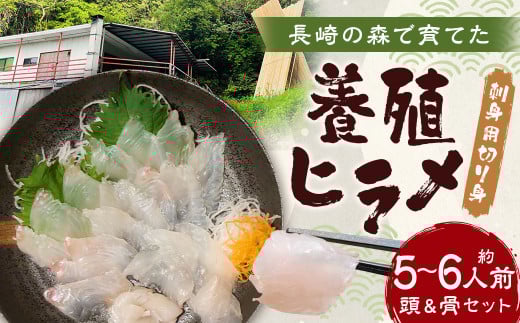 長崎の森で育てた『養殖ヒラメ』 刺身用切り身 約5～6人前 頭＆骨セット(1kg～1.5kg前後) ／ ひらめ ヒラメ 白身魚 魚貝 鮮魚 養殖 刺身 長崎市産 長崎県産 九州産 国産