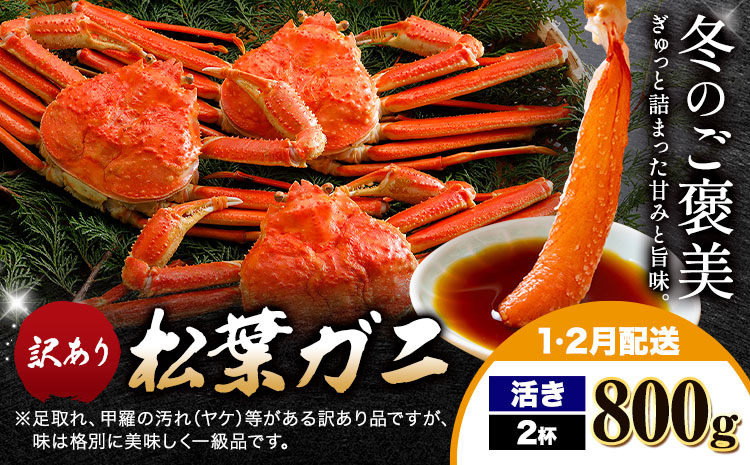 【ふるさと納税】カニ 松葉ガニ 訳あり 400g 活き 2杯《1月・2月発送》 SOO合同会社 鳥取県 八頭町 送料無料  蟹 かに 姿 鍋 ズワイガニ  ズワイ蟹 ボイル 松葉ガニ 訳アリ