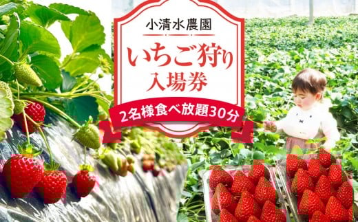 いちご狩り　入場券　2名様　食べ放題30分