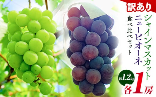 訳あり ニューピオーネ シャインマスカット 詰め合わせ 約1.2kg 2房《9月上旬〜10月中旬頃に出荷予定》