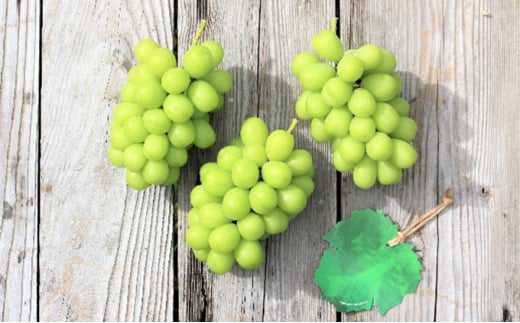 【2026年産】 訳ありシャインマスカット 約1.5kg（3~5房） 果物 ワケアリ フルーツ 果物類 ぶどう