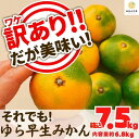 【ふるさと納税】訳あり ゆら早生 みかん 箱込7.5kg(内容量 6.8kg)サイズミックス 有田みかん 和歌山県産 【みかんの会】 | 和歌山 フルーツ 果物 くだもの かんきつ 柑橘 柑橘類 みかんの会 送料込み 送料無料