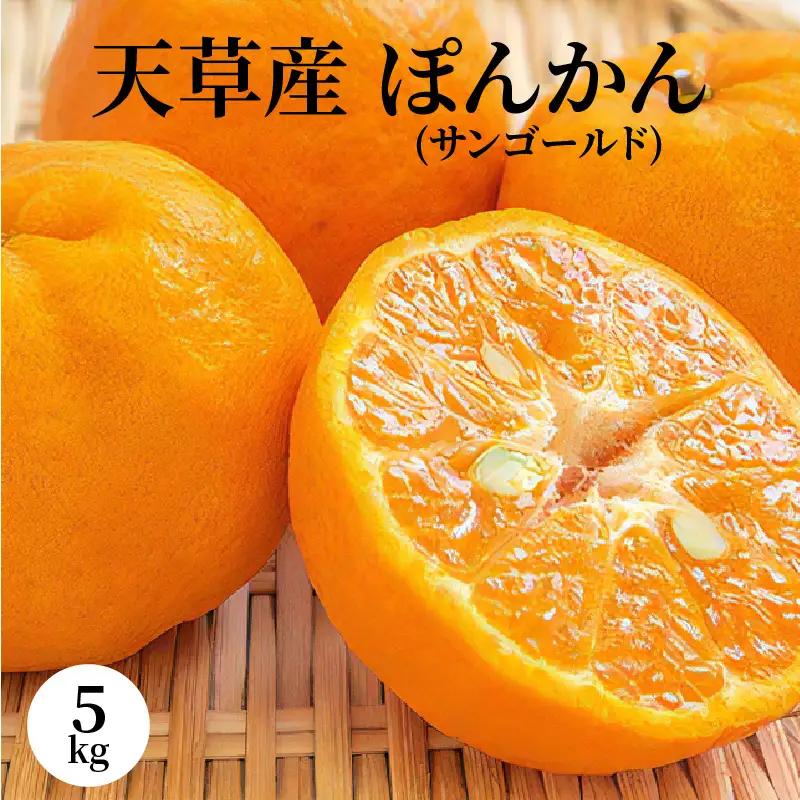 S053-004A_天草産 ぽんかん(サンゴールド)5kg〈先行受付〉 / ポンカン 柑橘 みかん フルーツ