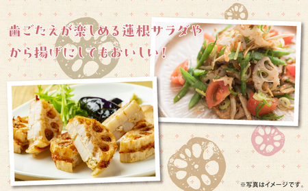 【令和7年10月以降発送】琉球蓮根 1kg 豊富な湧水とミネラルたっぷりの土で育った自然栽培の蓮根 [農薬 科学肥料 不使用] | NATURAL TONE | 蓮根 れんこん レンコン | 産地直送