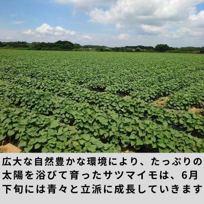 ふるさと納税 行方市 【毎月定期便】冷凍焼芋紅はるか約1.2kg+おすすめ品種焼芋約200g 全12回 |  | 01