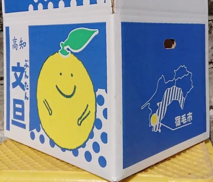 土佐文旦 5kg 家庭用 大玉 文旦