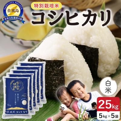 ふるさと納税 佐渡市 【新米】令和8年産 佐渡島産コシヒカリ 白米25kg 特別栽培米【食の宝島佐渡】