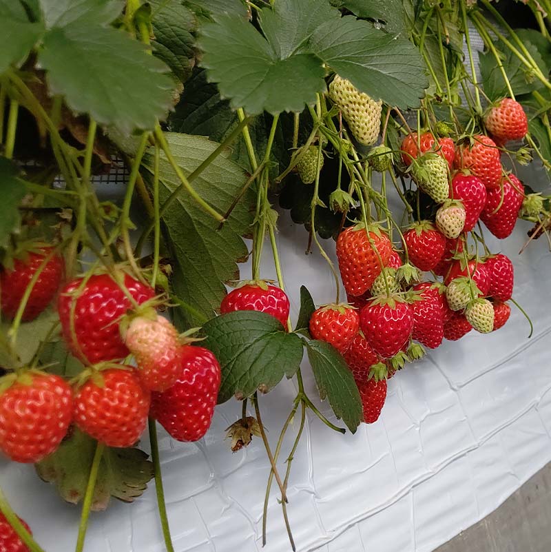 群馬県産いちごセット＜やよいひめ2パック＞【2026年3月1日～5月15日発送】(各220g以上×2パック) いちご やよいひめ 群馬県産 オリジナル品種 苺 イチゴ セット 詰合せ 果物 フルーツ 