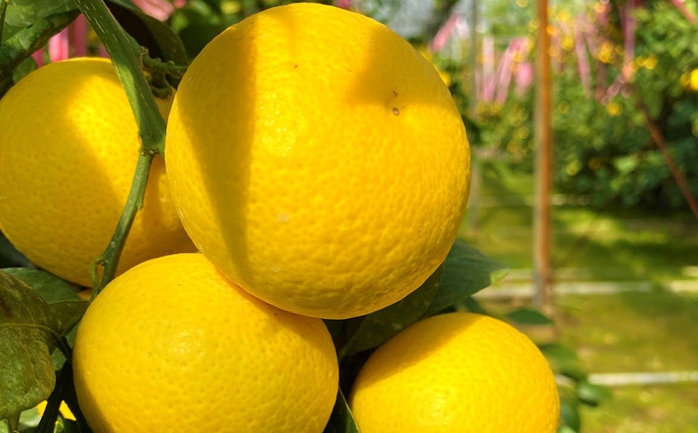 
            【希少フルーツ】熟成・湘南ゴールド(L・Mサイズ)5kg　2026年3月上旬～3月中旬頃発送予定 | 湯河原町  中玉 Mサイズ Lサイズ  5kg 熟成 濃厚 地域特産品 柑橘類
          