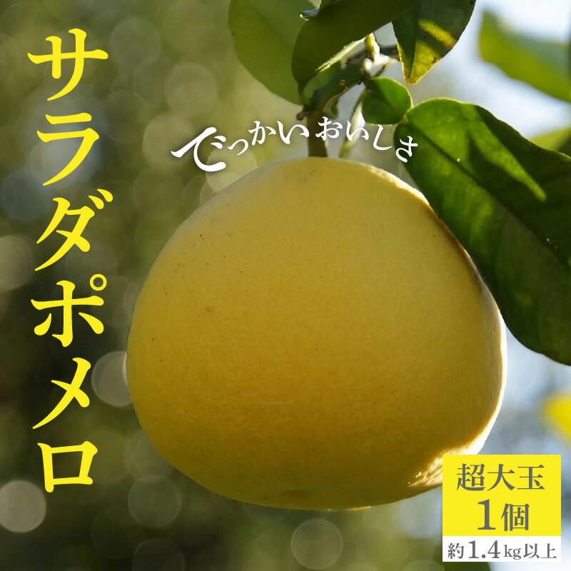 【ふるさと納税】【配送不可地域：北海道・沖縄県・離島】でっかいおいしさ「サラダポメロ」 フルーツ王国 オリジナル品種 数量限定 種なし 柑橘 文旦 ハッサク フルーツ サクサク 常温配送 香川県 三豊市 仁尾町 お取り寄せグルメ 送料無料 秋 旬