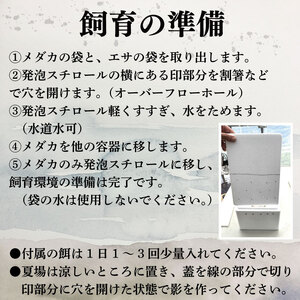 めだか 紅白 3匹 死着補償 +1匹 エサ付き 魚 生体 観賞用 ペット 【 めだか 】