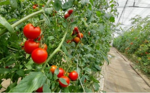 トマト フルーツトマト  3.6kg～5.4kg 3箱 フルティカ 藤沢市 野菜 とまと ミニトマト ハウス栽培