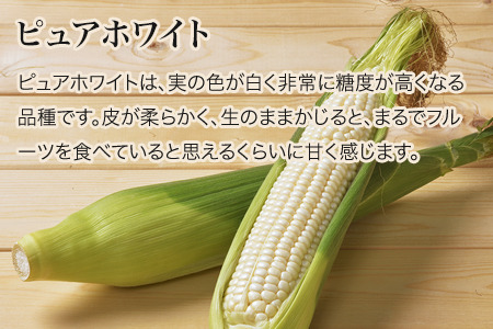 とうもろこし 美瑛産（白）１２本≪令和７年産予約受付！≫株式会社 おおとり　| とうもろこし 北海道 とうもろこし 美瑛町 とうもろこし産地直送 とうもろこし[014-74]
