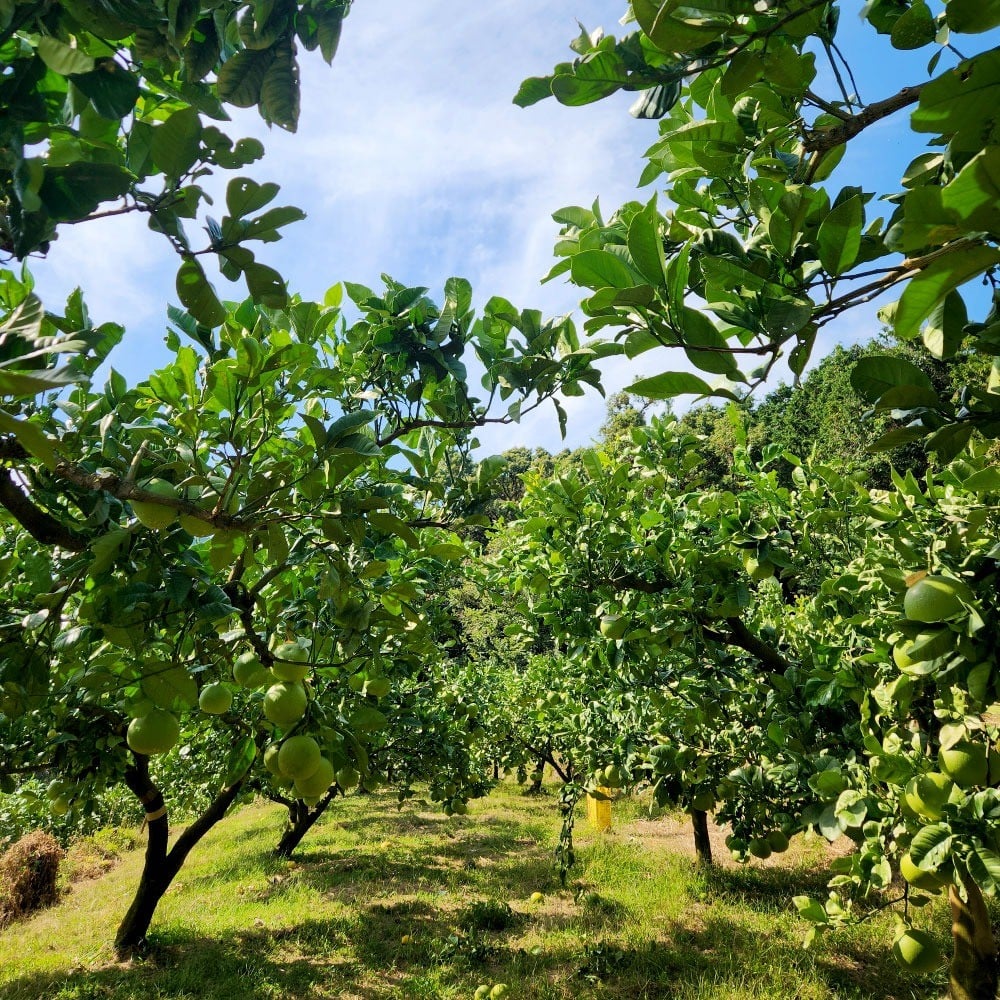 土佐文旦　家庭用　約１０キロ（１４～２２玉）