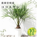 【ふるさと納税】南国 宮崎産 ココスヤシ 10号鉢 観葉植物 植物育成 植育 観賞用 観賞 雑貨 部屋 植物 育成 植木鉢 植木 リゾート気分 新居 インテリア 耐寒 耐寒植物 耐寒性 越冬 地植え 宮崎県 宮崎市 送料無料